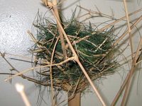 bird_nest.jpg