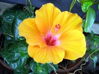 new_flower.jpg