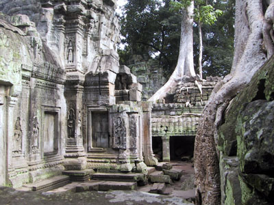 Temple Trees Angkor Wat