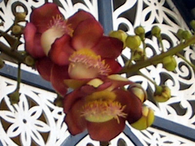 Flower Day Trips