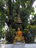 Naga Tree