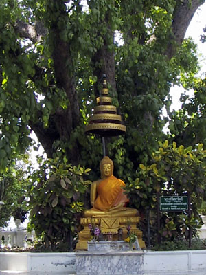 Naga Tree Day Trips