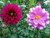Doi Tung Flowers