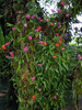 Doi Tung Orchids