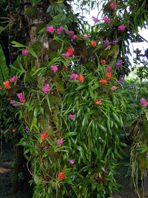 Doi Tung Orchids Chiang Rai