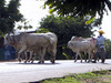 Cow Walk thumbnail