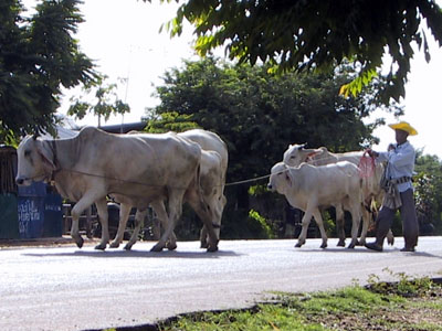 Cow Walk Khon Kaen