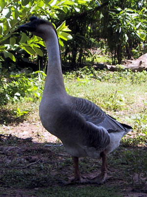 Goose Khon Kaen