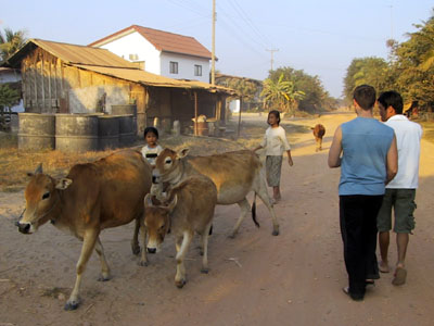 Cowdrive Vientiane