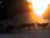 Cow Sunset thumbnail