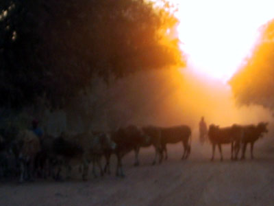 Cow Sunset Vientiane