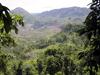 Jungle View