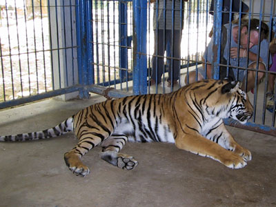 Pet Luang Prabang