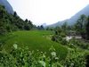 Rice Valley