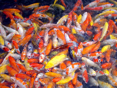 Goldfish Phuket
