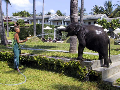 Elephant Bath Ko Samui