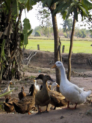 Ducks Buriram