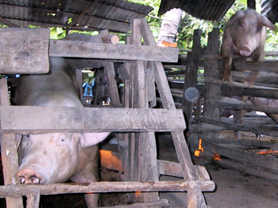 Pigs Buriram