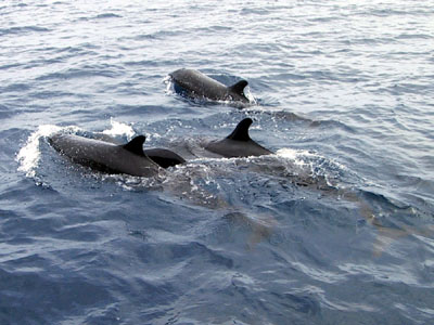 Dolphins Southern Thailand