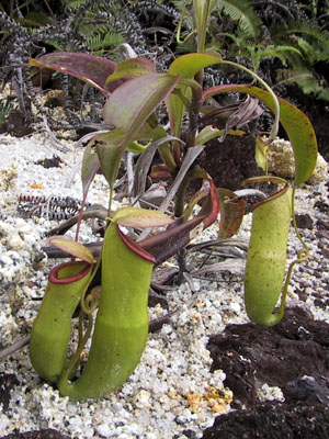 Flycatcher Southern Thailand