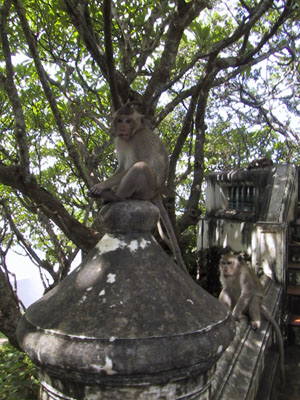 Monkeys Southern Thailand