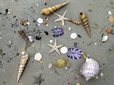 Shells Southern Thailand