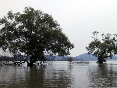 Water Trees Southern Thailand